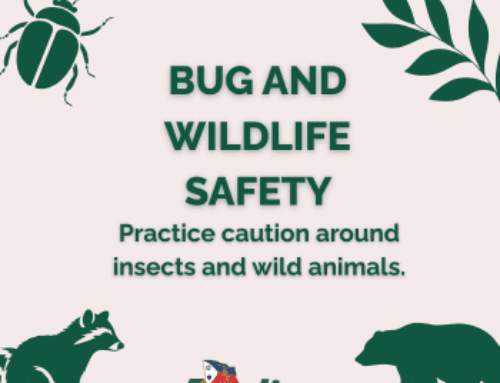 Stay Safe with Wildlife and Insect Safety Tips